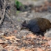bird_unidentified_lbrs_rinca_h_0151_kom1833.jpg